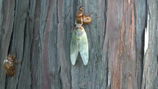  Tokyo,Japan-August 10, 2019: (70x times speed) Changing color of new born cicada wings