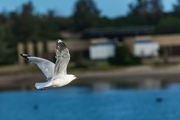 seagull in flight
