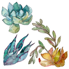 Succulents floral botanical flowers. Watercolor background illustration set. Isolated succulent illustration element.