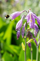 Blossom of hosta. Flowers ornamental plants hosts.