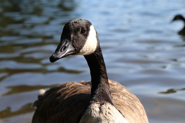 canada goose