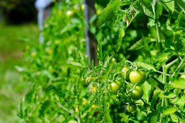 Green tomato fruits hang on stems in the sun in the open from the film greenhouses in the village in the North of Yakutia in the summer.