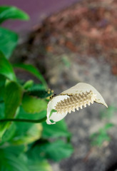 Spathiphyllum floribundum cv. levlandil flower and green leaf