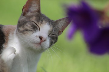 felino