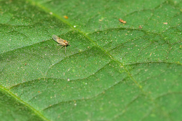 The fly is inhabited on a field plant