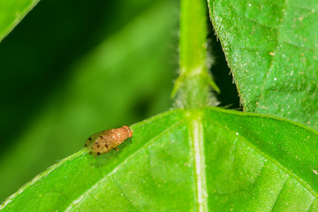 The fly is inhabited on a field plant