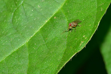 The fly is inhabited on a field plant