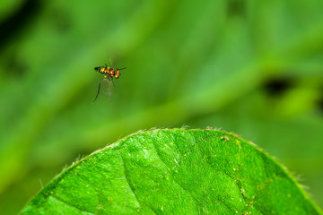 The insectivorous gadfly perches on the field plants