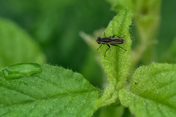 The insectivorous gadfly perches on the field plants