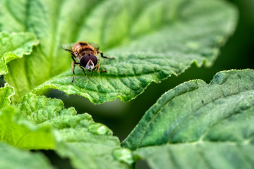 The aphid flies perched on the plants in the field