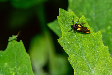 The silk moth inhabits the plants of the field.