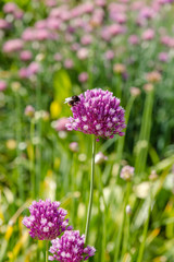 Allium rotundum in garden. Growing bulbous plants in the garden. Honey plants in the garden. Bees on flowers.