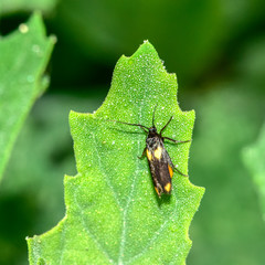 The silk moth inhabits the plants of the field.