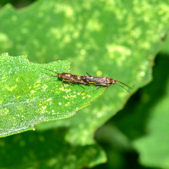 Spun spun moth copulated on field plants