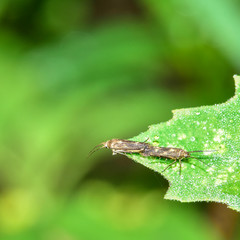 Spun spun moth copulated on field plants