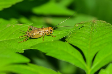 Crickets perch in the fields
