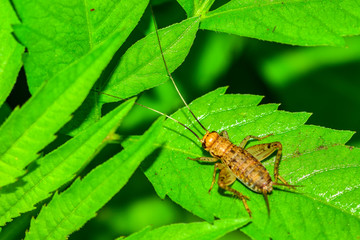 Crickets perch in the fields