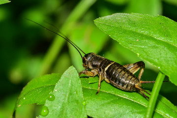 Crickets perch in the fields