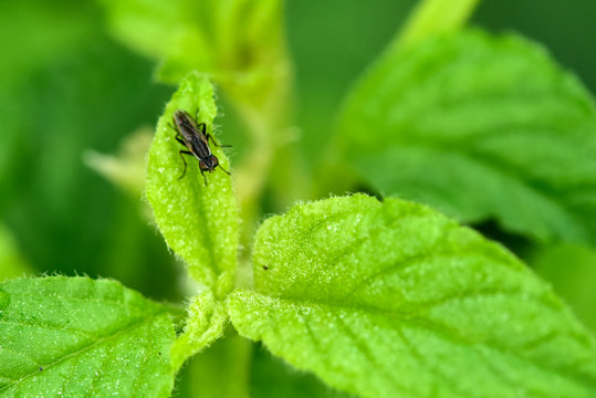 The insectivorous gadfly perches on the field plants