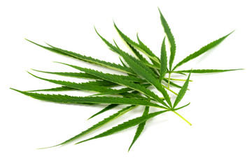 Green marijuana leaves is herbs for cancer treatment isolated over white background