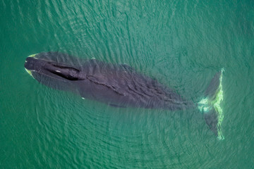 Bowhead whale, Balaena mysticetus, aerial view, Sea of Okhotsk, eastern Russia. © wildestanimal