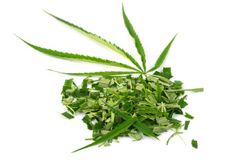 Green marijuana leaves is herbs for cancer treatment isolated over white background