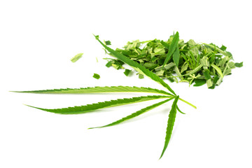 Green marijuana leaves is herbs for cancer treatment isolated over white background