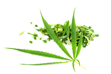 Green marijuana leaves is herbs for cancer treatment isolated over white background