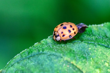 The ladybug perches on the wild plants