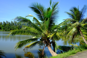 Fototapeta na wymiar coconut from the coconut tree