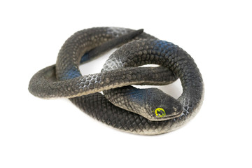 Black Plastic snake For children isolated over white background
