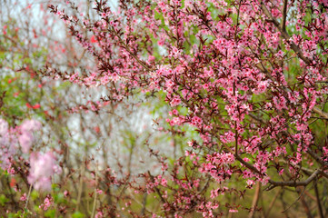 The flowers and leaves of spring are in the park