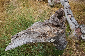 fallen oak branches on grassy ground with fox tail weeds
