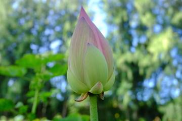 beautiful lotus flower or water lily in pond