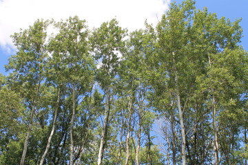 Trees and blue sky
