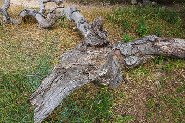 fallen oak branches on grassy ground with fox tail weeds