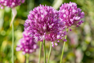 Fototapeta premium Allium rotundum in garden. Growing bulbous plants in the garden. Honey plants in the garden. Bees on flowers.