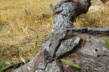 fallen oak branches on grassy ground with fox tail weeds