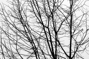 Silhouette  tree branch, Chiangmai Thailand