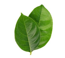 Jackfruit leaves isolated on white background