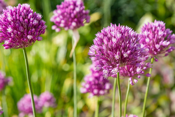 Allium rotundum in garden. Growing bulbous plants in the garden. Honey plants in the garden. Bees on flowers.