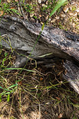 fallen oak branches on grassy ground with fox tail weeds