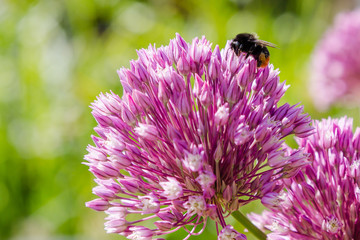 Allium rotundum in garden. Growing bulbous plants in the garden. Honey plants in the garden. Bees on flowers.
