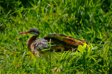 Tigana bird. Beautiful bird perched while enjoy the sun.This heron is called 