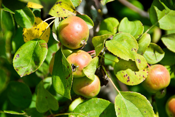 Apples on the tree,vitamins,gifts of nature