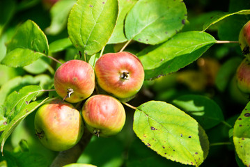 Apples on the tree,vitamins,gifts of nature