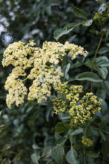 closeup view of blooming blue elderberry flower cluster and leaves