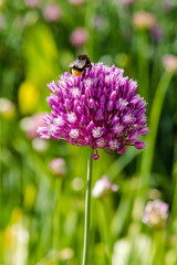 Allium rotundum in garden. Growing bulbous plants in the garden. Honey plants in the garden. Bees on flowers.