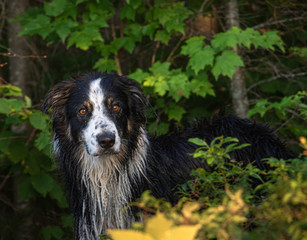 Cute Wet dog in the woods