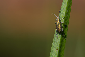 a sunlit click beetle on a blade of grass